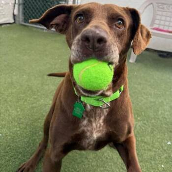 Flora -  Labrador Retriever Dog for Adoption in San Diego, California - Flora | PetCurious
