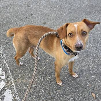 Chihuahua Dogs Available for Adoption in Long Beach, California - ALL MIGHT | PetCurious