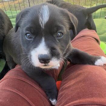 Terrier Dogs Available for Adoption - Tibby | PetCurious