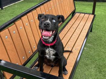 Rescue Labrador Retriever and Australian Cattle Dog Blue Heeler Dogs for Adoption in Tustin, California - MAGNUS | PetCurious