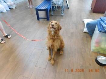 Cali -  Vizsla and Mixed Breed Dog for Adoption in North Richland Hills, Texas - Cali | PetCurious