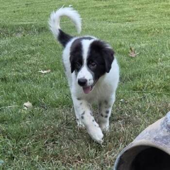 Poppy -  Anatolian Shepherd and Mixed Breed Dog for Adoption in Merriam, Kansas - Poppy | PetCurious