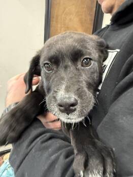 Labrador Retriever and Australian Shepherd Dogs Available for Adoption - Shirley | PetCurious