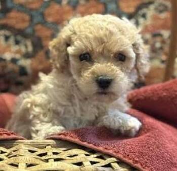 Bichon Frise and Poodle Dogs Available for Adoption in Cumming, Georgia - Trix | PetCurious