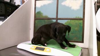 A2098365 -  Staffordshire Bull Terrier and Mixed Breed Dog for Adoption in Houston, Texas - A2098365 | PetCurious