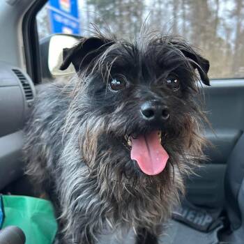 Mixed Breed Dogs Available for Adoption in Aberdeen, North Carolina - Swayze | PetCurious