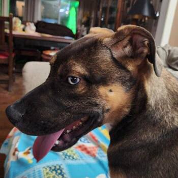 Kona -  Shepherd and Husky Dog for Adoption in Olathe, Kansas - Kona | PetCurious
