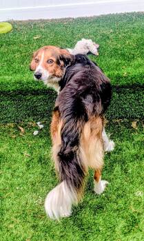 Milkshake -  Australian Shepherd Dog for Adoption in Mt. Juliet, Tennessee - Milkshake | PetCurious