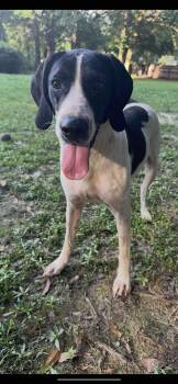 Rescue Hound Dogs for Adoption in Ocean Springs, Mississippi - Bo | PetCurious