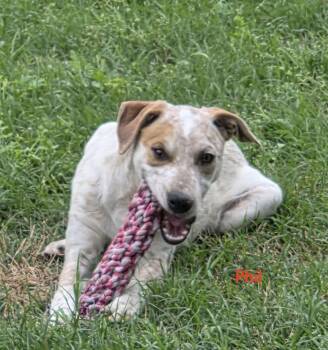 Australian Cattle Dog Blue Heeler Dogs Available for Adoption in Ladonia, Texas - Phil | PetCurious