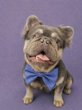 Fozzy Bear -  French Bulldog Dog for Adoption in Lodi, California - Fozzy Bear | PetCurious