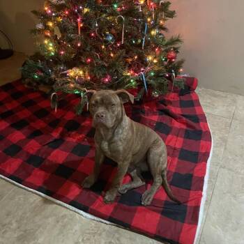 Rescue Pit Bull Terrier and Boxer Dogs for Adoption in Phoenix, Arizona - Rose | PetCurious