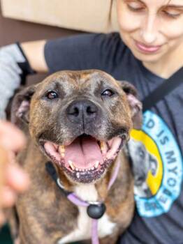 Freedom -  Mixed Breed Dog for Adoption in Chamblee, Georgia - Freedom | PetCurious