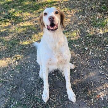 Rescue English Setter Dogs for Adoption in Lindon, Utah - Dudley | PetCurious