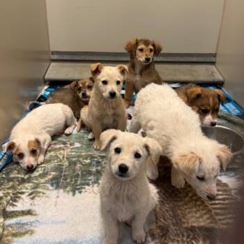 Mixed Breed Dogs Available for Adoption in Flagstaff, Arizona - Primrose | PetCurious