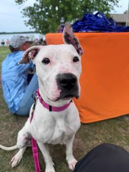 Dotty -  Pit Bull Terrier Dog for Adoption in Hackensack, Minnesota - Dotty | PetCurious