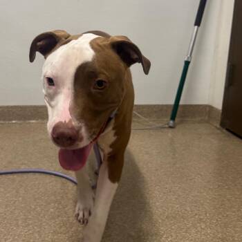 Sunny -  American Staffordshire Terrier and Mixed Breed Dog for Adoption in League City, Texas - Sunny | PetCurious