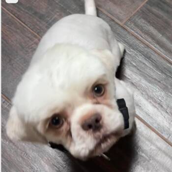 Poodle and Shih Tzu Dogs Available for Adoption in Griffin, Georgia - Bradley | PetCurious