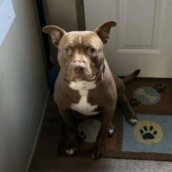 Jericho -  American Bully Dog for Adoption in Zuni, Virginia - Jericho | PetCurious