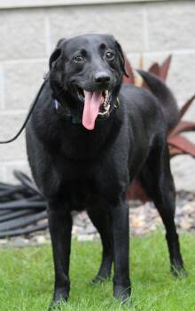 Bear -  Black Labrador Retriever Dog for Adoption in Portage, Wisconsin - Bear | PetCurious