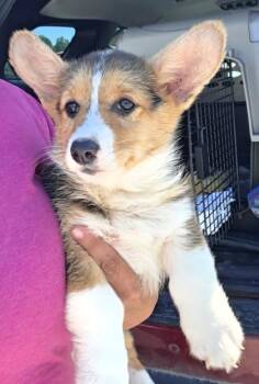 Tootsie -  Cardigan Welsh Corgi Dog for Adoption in Malvern, Pennsylvania - Tootsie | PetCurious