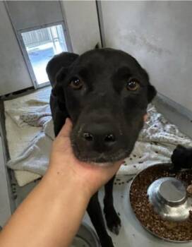 JL - Lily -  German Shepherd Dog Dog for Adoption in Vancouver, Washington - JL - Lily | PetCurious