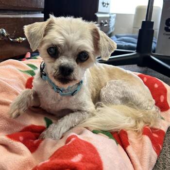 Louie -  Mixed Breed Dog for Adoption in Harrisonburg, Virginia - Louie | PetCurious