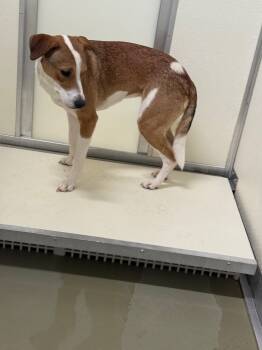 Rescue Mixed Breed Dogs for Adoption in Columbia, Tennessee - Georgia | PetCurious