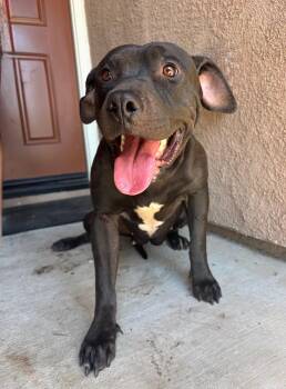 Rescue Pit Bull Terrier Dogs for Adoption - LOUISE | PetCurious