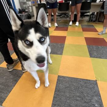 Crodie -  Husky Dog for Adoption in Philadelphia, Pennsylvania - Crodie | PetCurious