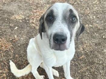 Mrs. Lady -  Mixed Breed Dog for Adoption in Georgetown, Texas - Mrs. Lady | PetCurious