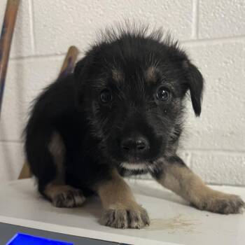 Theo -  Shepherd Dog for Adoption in Edinburg, Texas - Theo | PetCurious