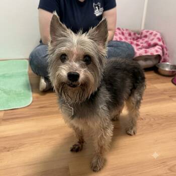 Junior -  Silky Terrier and Yorkshire Terrier Dog for Adoption in Eustis, Florida - Junior | PetCurious