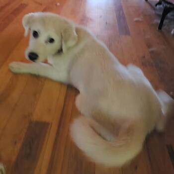 Great Pyrenees and Mixed Breed Dogs Available for Adoption in Fredericksburg, Virginia - Liora | PetCurious