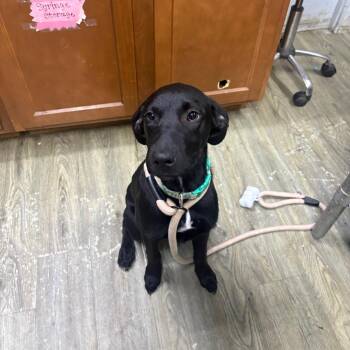 Pepper -  Mixed Breed Dog for Adoption in Summerville, South Carolina - Pepper | PetCurious