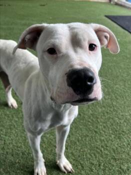 Rescue Pit Bull Terrier and American Bulldog Dogs for Adoption in Woodland, California - *CURRY | PetCurious