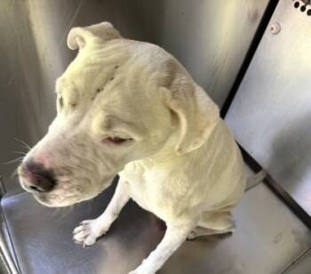 Rescue Staffordshire Bull Terrier and Mixed Breed Dogs for Adoption in Fort Worth, Texas - 59697773 | PetCurious