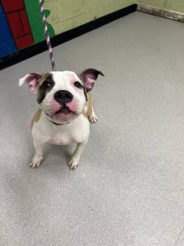 Pit Bull Terrier Dogs Available for Adoption in Indianapolis, Indiana - BEAN | PetCurious