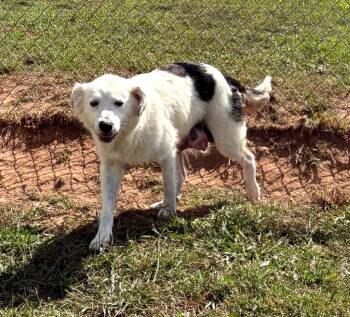 Rescue Collie Dogs for Adoption in Bossier City, Louisiana - Vickie | PetCurious
