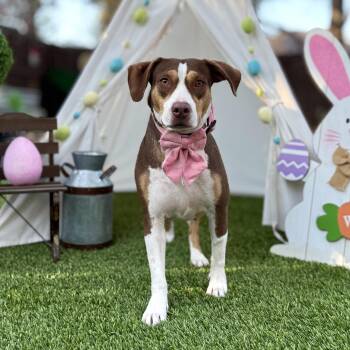 Foxhound and Hound Dogs Available for Adoption - Lyric | PetCurious
