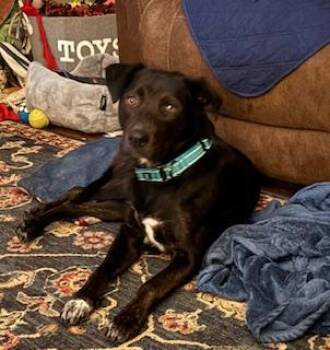Hannah -  Black Labrador Retriever Dog for Adoption in Little Rock, Arkansas - Hannah | PetCurious