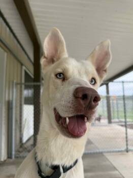 Rescue Husky and Shepherd Dogs for Adoption - Thor | PetCurious
