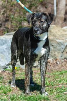 Hound Dogs Available for Adoption in Johnson City, Tennessee - Carly | PetCurious