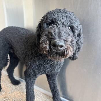 Baz -  Poodle and Mixed Breed Dog Available for Adoption in Kanab, Utah - Baz | PetCurious