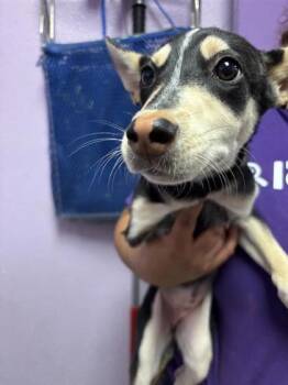 Mericle -  Shepherd and Mixed Breed Dog for Adoption in El Paso, Texas - Mericle | PetCurious
