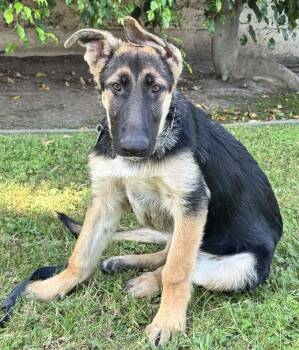 Jasper -  German Shepherd Dog Dog for Adoption in Newport Beach, California - Jasper | PetCurious