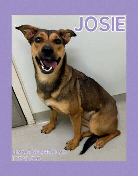 Rescue Shepherd Dogs for Adoption in Danville, Indiana - Josie | PetCurious