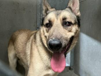 VINCE -  German Shepherd Dog and Mixed Breed Dog for Adoption in San Bernardino, California - VINCE | PetCurious
