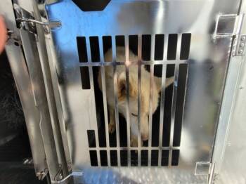 Rescue Siberian Husky Dogs for Adoption in Lawrenceville, Georgia - Pen 110 | PetCurious