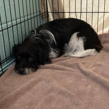 Slater -  Mixed Breed Dog for Adoption in Port Charlotte, Florida - Slater | PetCurious